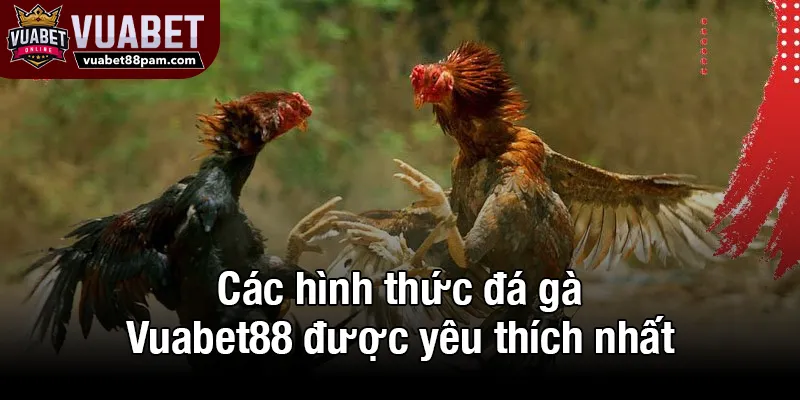 Các hình thức đá gà Vuabet88 được yêu thích nhất
