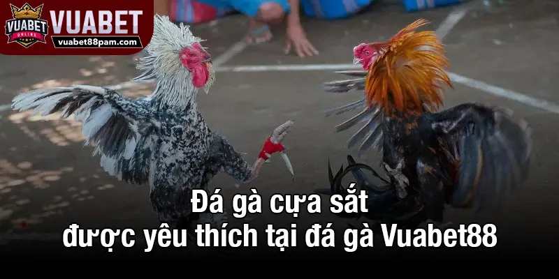 Đá gà cựa sắt được yêu thích tại đá gà Vuabet88