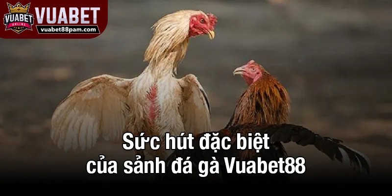Sức hút đặc biệt của sảnh đá gà Vuabet88